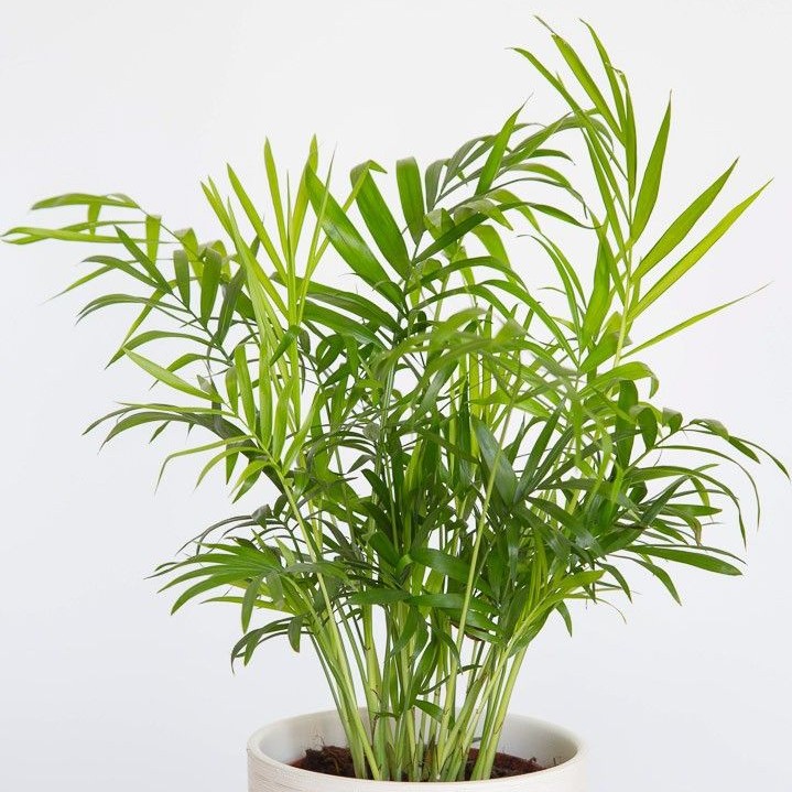 Areca Palm